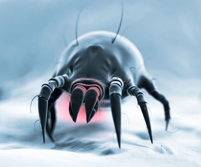 Sintomi da acaro della polvere